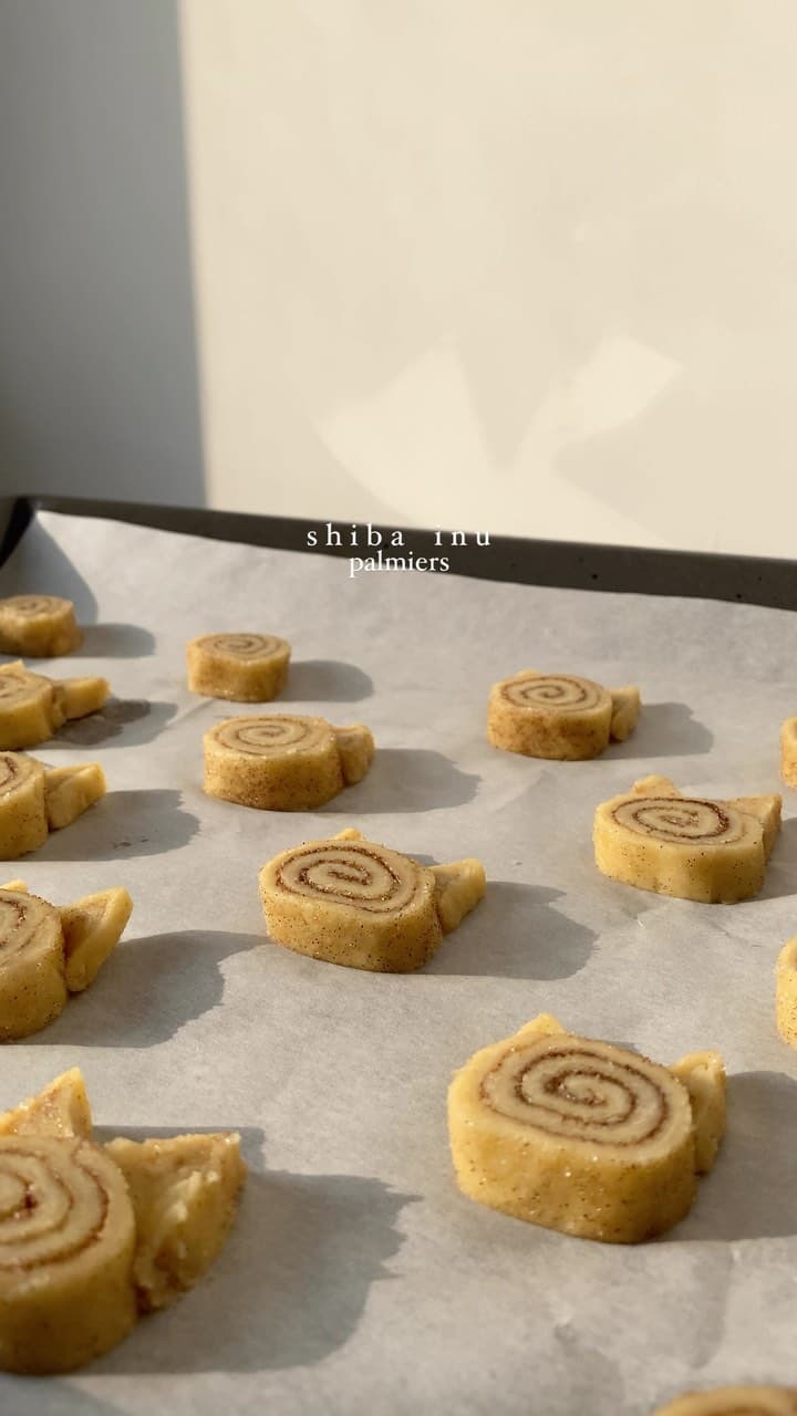Shiba inu cinnamon palmiersa